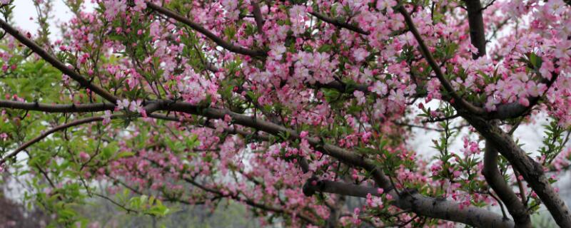 垂絲海棠不開花怎么辦