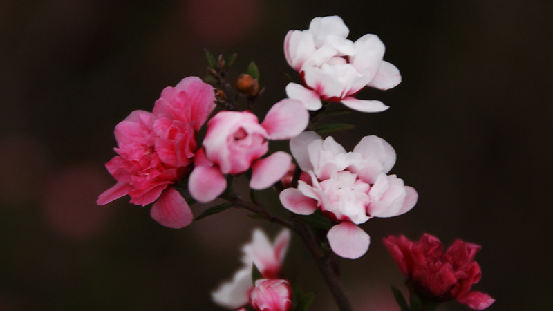 松紅梅一年開幾次花