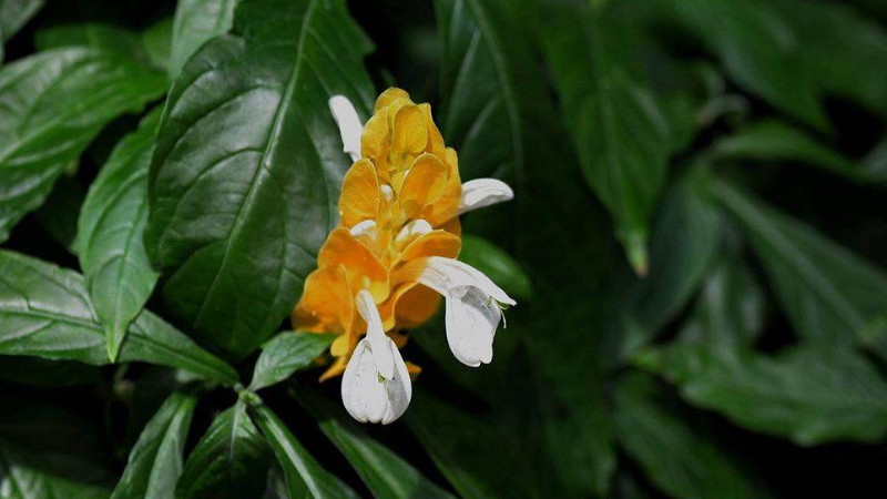 黃蝦花怎么養