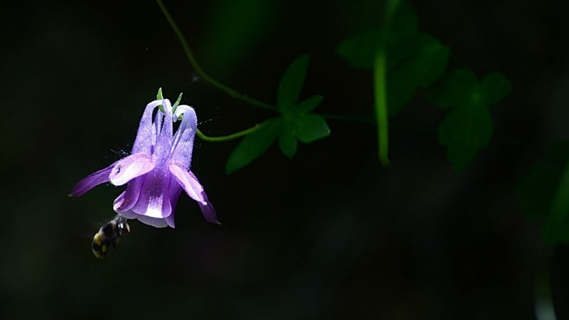 天鵝花怎么種