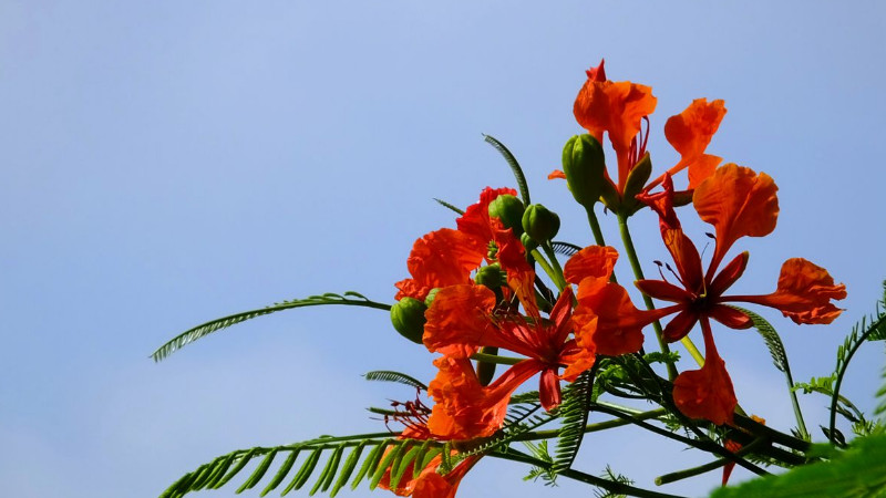 鳳凰花怎么養