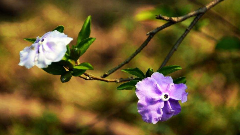 鴛鴦茉莉的花語