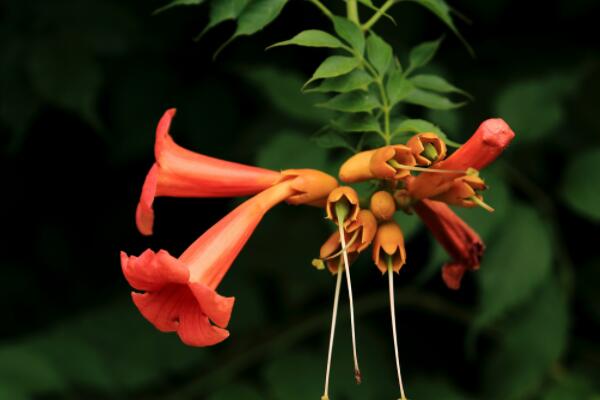 凌霄花移栽后多久發芽