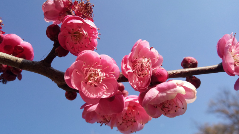 松紅梅的花語