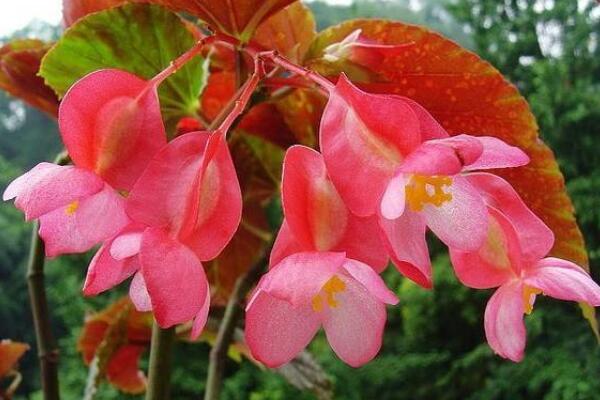 四季海棠開完花后修剪