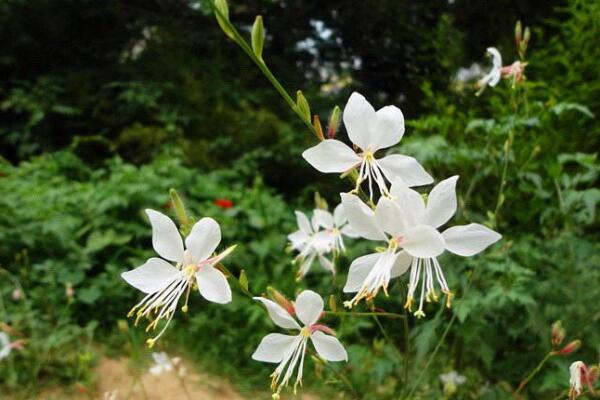 山桃草怎么種植