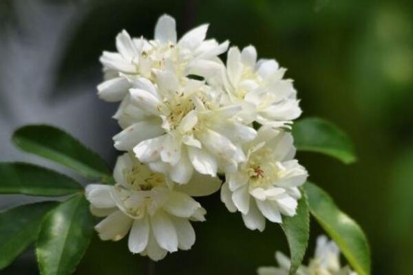 盆栽十里香花怎么養