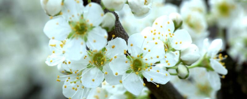 盆栽十里香花怎么養