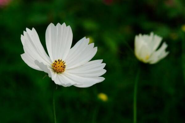 白色格桑花的花語