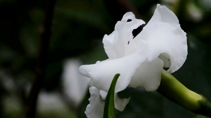 狗牙花掉花苞怎么回事