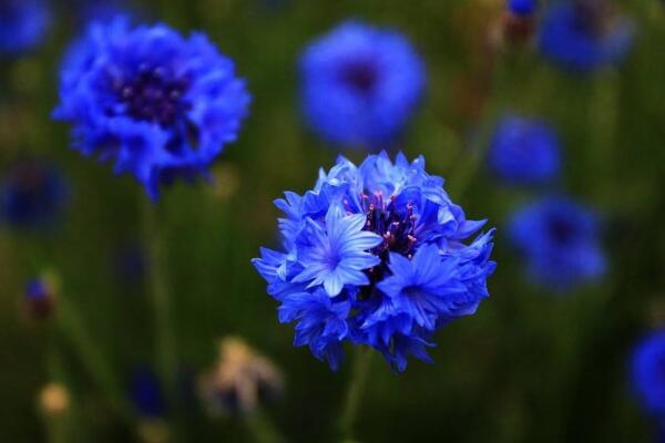 藍花矢車菊的花語