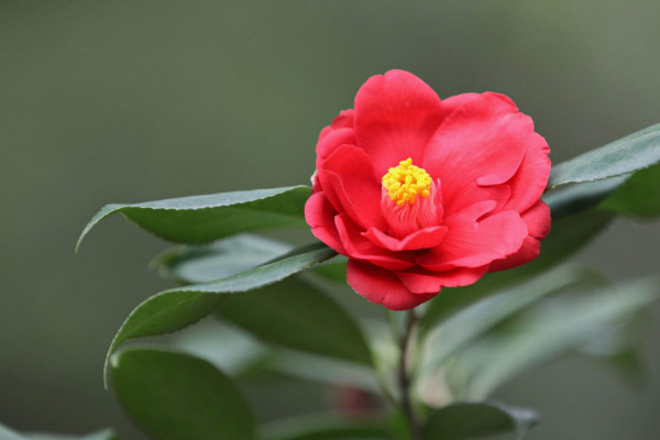 五色赤丹茶花養殖方法