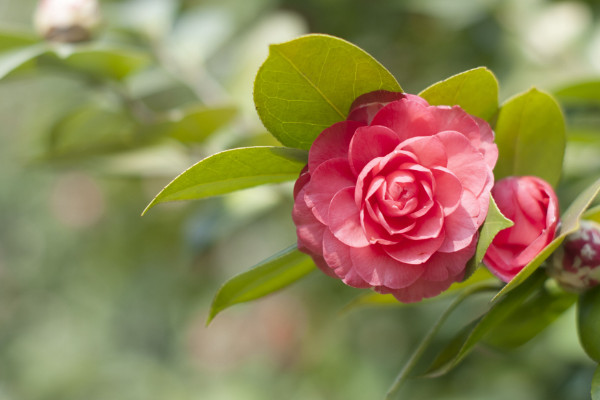 五色赤丹茶花養殖方法