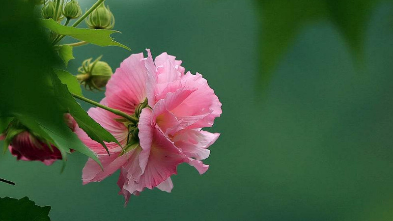 芙蓉花葉子怎么栽培