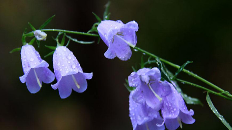 風鈴花開敗后怎樣修剪