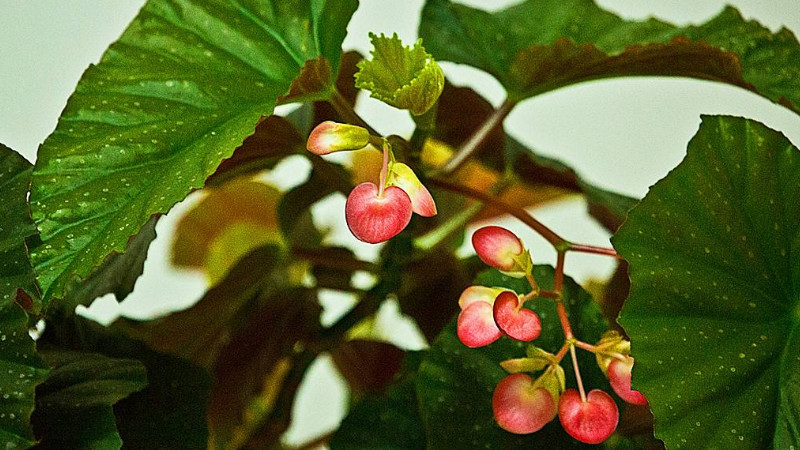 銀星海棠怎么能開花