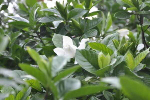 夏天怎樣養小葉梔子花