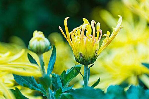 四季菊花敗后怎么修剪