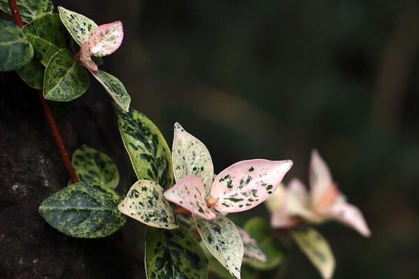 花葉絡石的寓意是什么