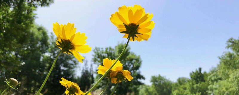 迷你金雞菊怎么養(yǎng)殖