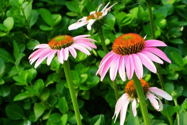 松果菊開花后怎樣修枝