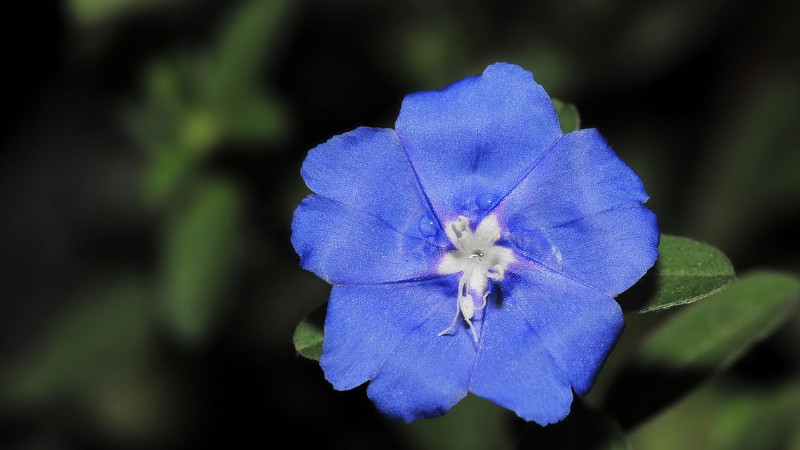 日本藍星花怎么養