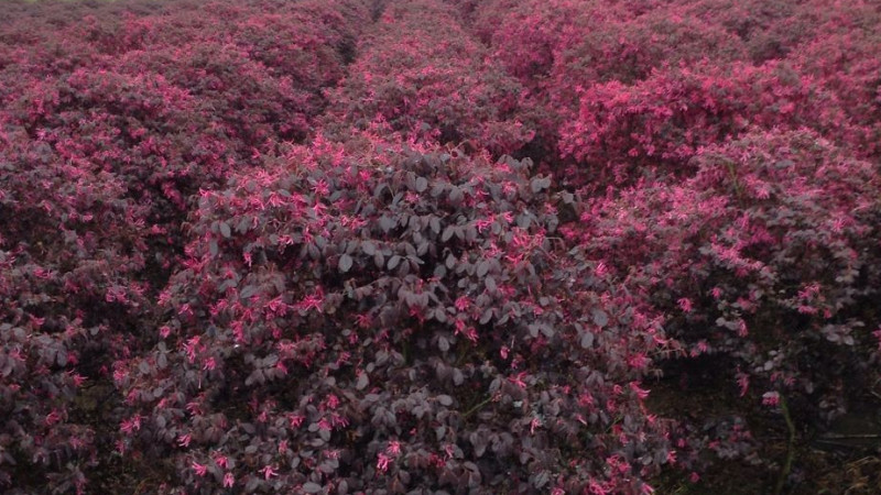 紅花繼木怎么扦插