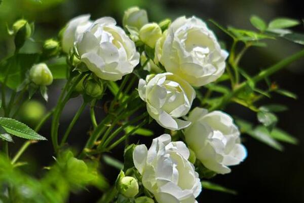 木香花的缺點