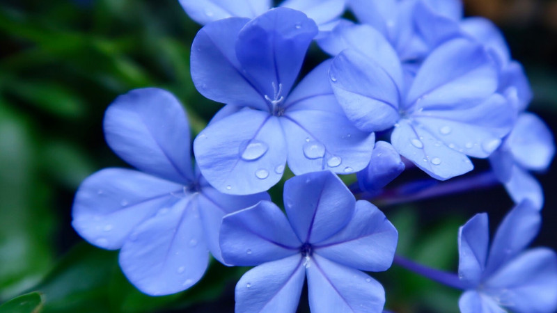 藍(lán)雪花如何架花架