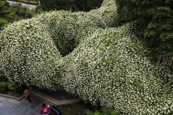 木香花怎么攀爬