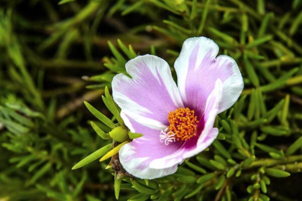 太陽花發(fā)芽了怎么處理