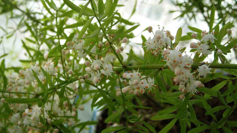 天門冬為什么不開花