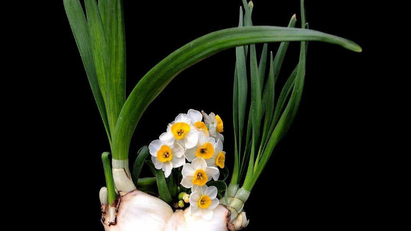 水培水仙開花后怎么辦