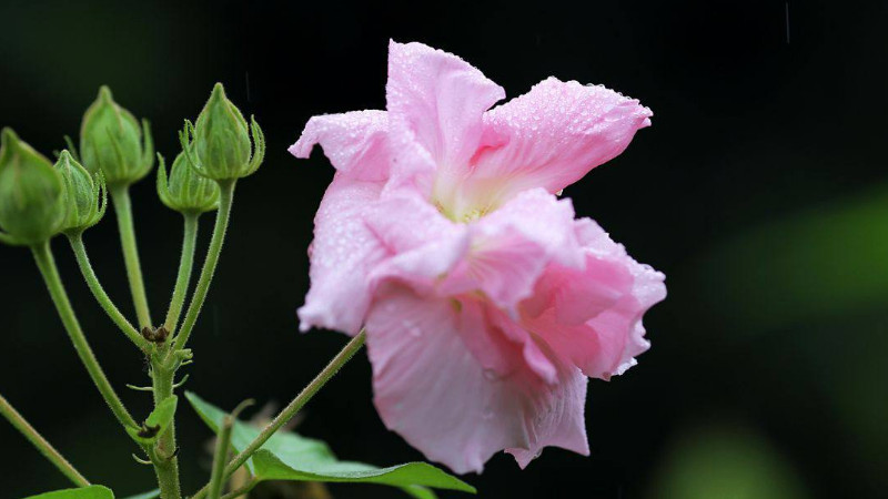 三醉芙蓉怎么養