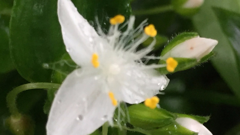 白花紫露草水養方法