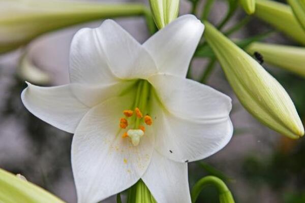 百合花花莖軟怎么辦