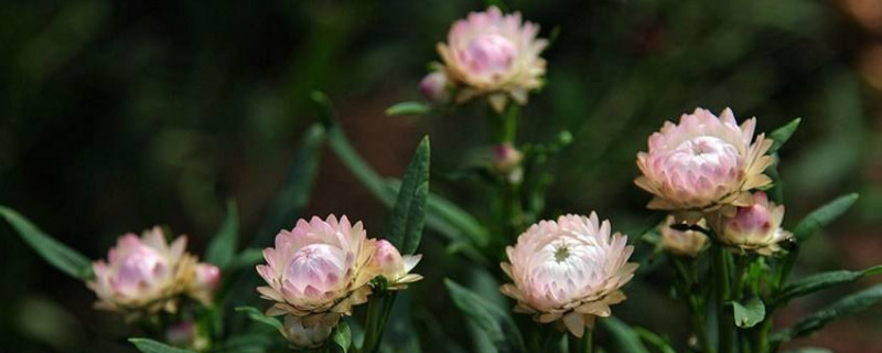 麥稈菊怎么做干花