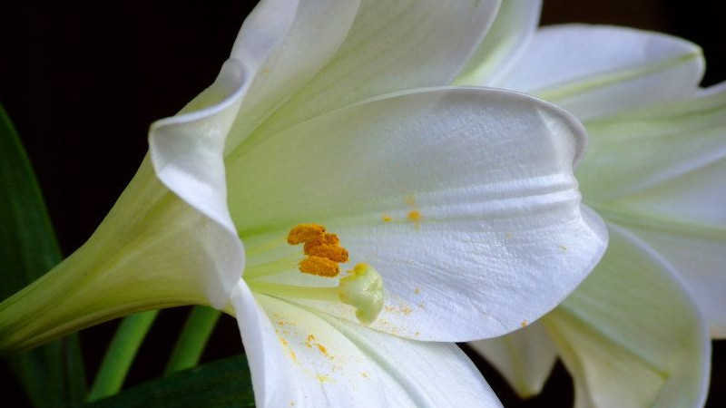 百合花花莖軟怎么辦