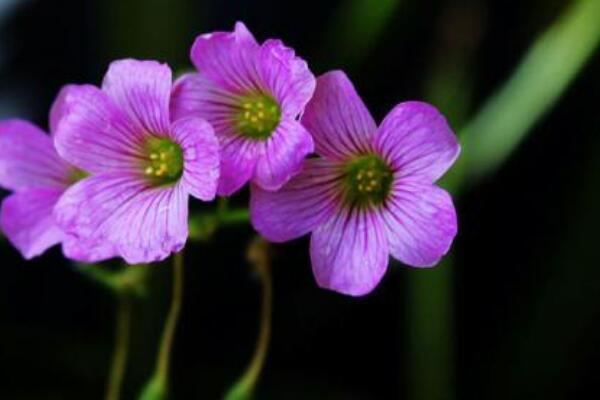 酢漿草發(fā)芽了怎么種