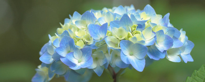 繡球花夏天怎么養(yǎng)護(hù)