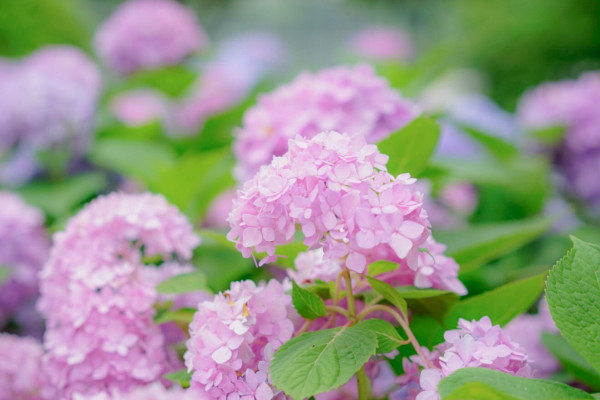 繡球花夏天怎么養(yǎng)護(hù)