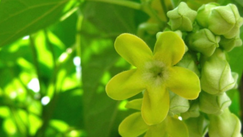 菜用夜香花栽培技術(shù)