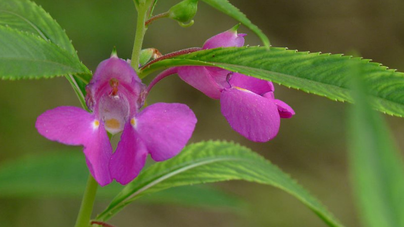 鳳仙花怎么摘心