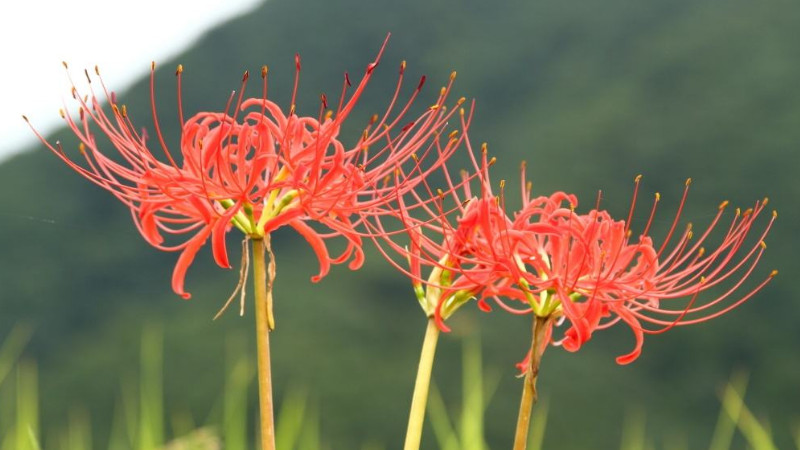 紅花石蒜和彼岸花的區(qū)別