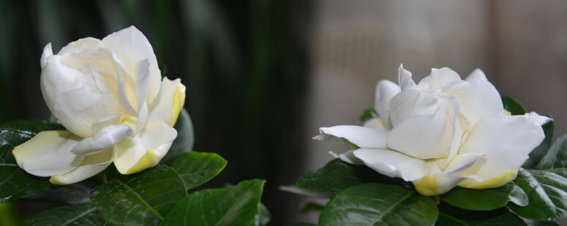 小葉梔子花的養殖修剪