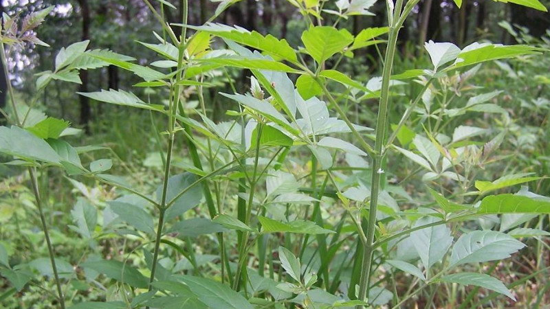 黃荊生樁泡水多久再上盆