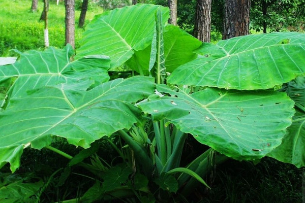 大野芋怎么種植