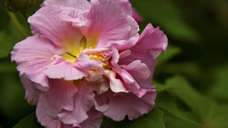 木本芙蓉花的養殖方法