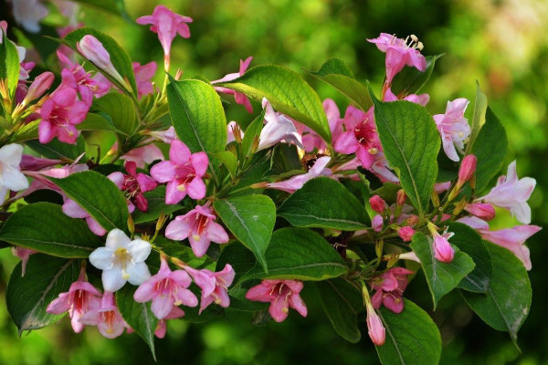 錦帶花的種植與養(yǎng)護