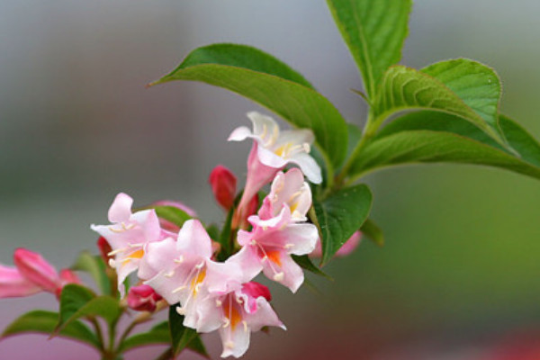 錦帶花為什么不開花